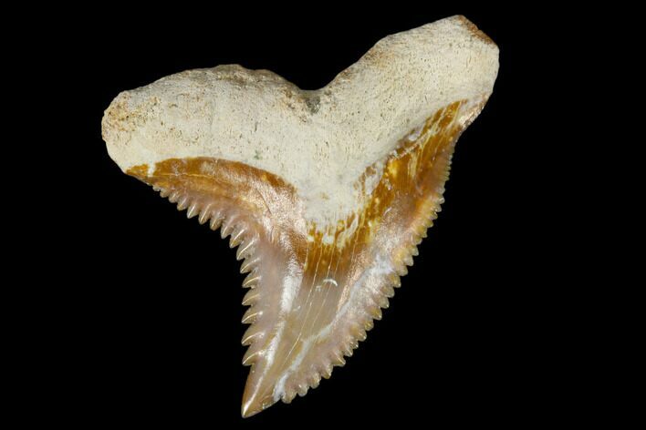 Fossil Shark Tooth (Hemipristis) - Bone Valley, Florida #113794
